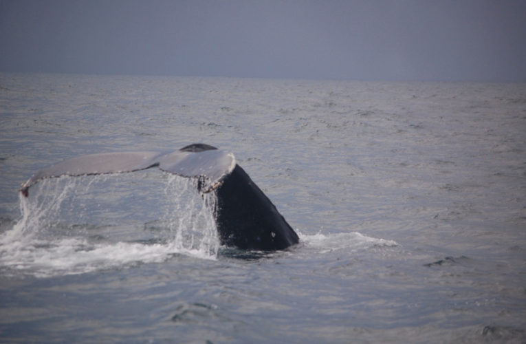 Goodyear: A glimpse of hope? CBD and PTSD.