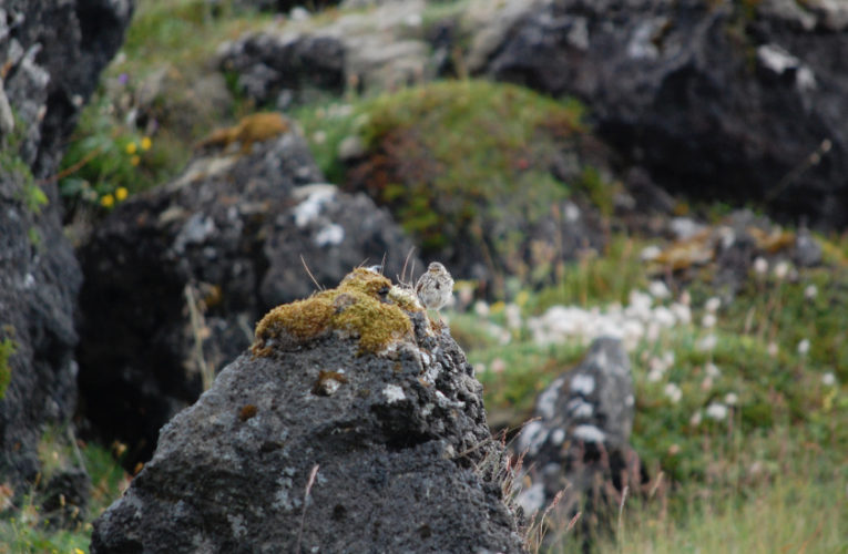 Goodyear: Post-school holidays re-set. PTSD self-scan.