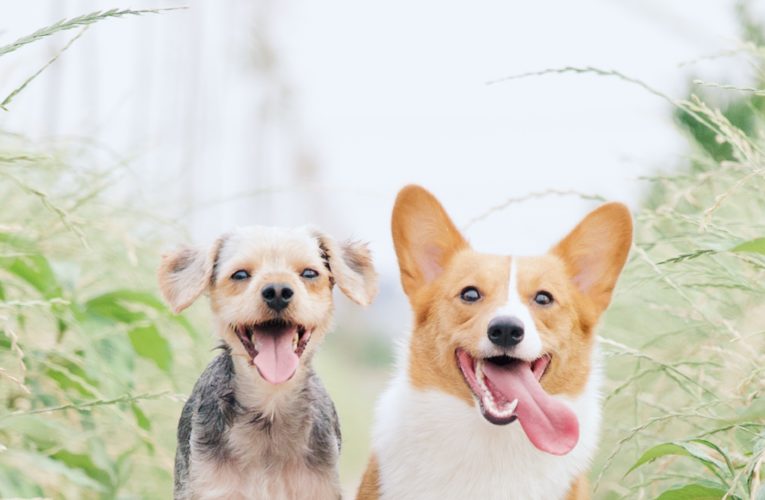 Preventing Home Dog Fights in Goodyear